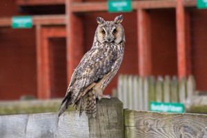 Three Hour Birds of Prey Experience for Two at Hawksflight Falconry Image 3