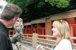 Three Hour Birds of Prey Experience for Two at Hawksflight Falconry Image 4