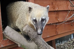 Zookeeper Experience for Two at Ark Wildlife Park Image 2