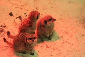 Zookeeper Experience for Two at Ark Wildlife Park Image 5