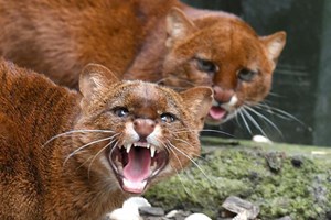 Zookeeper Experience for Two at Ark Wildlife Park Image 1