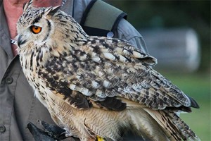 Birds of Prey Experience for Two at North Devon Falconry Image 2