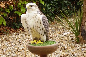 Birds of Prey Experience for Two at North Devon Falconry Image 3