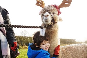 Alpaca Walk with Sparkling Afternoon Tea for Two with Charnwood Forest Alpacas Image 2