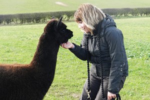 Alpaca Walk with Sparkling Afternoon Tea for Two with Charnwood Forest Alpacas Image 4