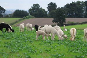 Alpaca Walk with Sparkling Afternoon Tea for Two with Charnwood Forest Alpacas Image 5