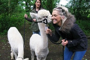 Alpaca Walk with Sparkling Afternoon Tea for Two with Charnwood Forest Alpacas Image 1