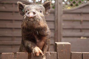 Meet the Pigs for a Family of Four at Kew Little Pigs Image 4