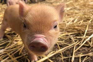 Meet the Pigs for a Family of Four at Kew Little Pigs Image 2