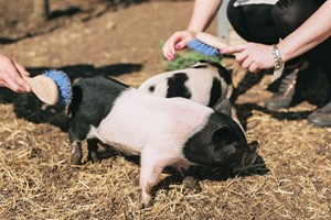 Pig Enthusiast Experience for One at Kew Little Pigs Image 1