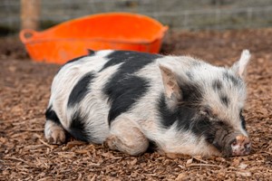 Piggy Pet and Play for One at Kew Little Pigs Image 2