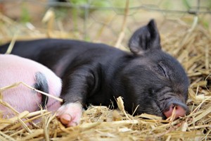 Piggy Pet and Play for One Child at Kew Little Pigs picture