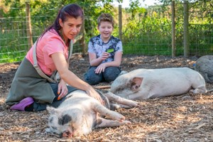 Piggy Pet and Play for Two at Kew Little Pigs Image 5