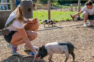 Pig Enthusiast Experience for Two at Kew Little Pigs picture