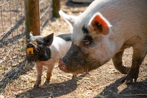 Piggy Pet and Play for One at Kew Little Pigs Image 5