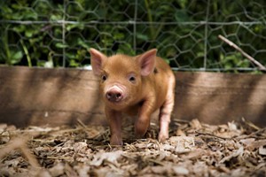 Piggy Pet and Play for Two at Kew Little Pigs picture