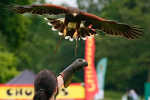 VIP Falconry Experience At Sussex Falconry