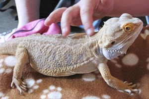 Reptile Handling Experience For Two At Animal Rangers