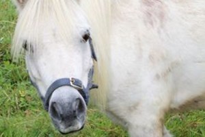 Pony Grooming Experience for Two at Animal Rangers Image 2