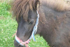 Pony Grooming Experience for Two at Animal Rangers Image 3