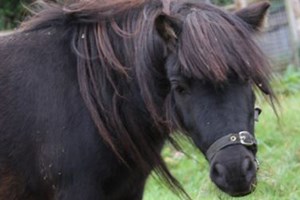 Click to view details and reviews for Pony Grooming Experience For Two At Animal Rangers.