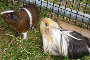 Animal Handling and Grooming Experience for Two at Animal Rangers Image 2