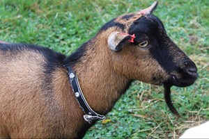 Farm Keepers Experience at Animal Rangers Image 5