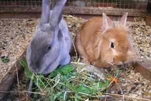 Family Animal Handling Experience at Animal Rangers Image 3