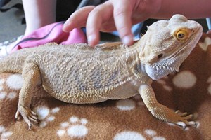 Family Animal Handling Experience at Animal Rangers Image 5