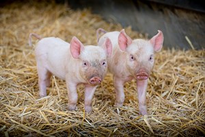 A Day on The Farm with a Deer Safari for Two Adults at Snettisham Park Image 2