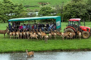 A Day on The Farm with a Deer Safari for Two Adults at Snettisham Park Image 4