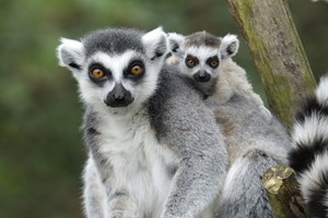 Animal Encounters Choice Voucher picture