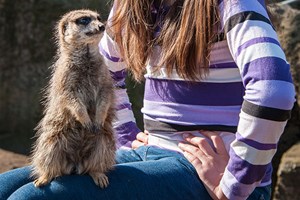 Meerkat Encounter at Drusillas Zoo Park for One Image 2