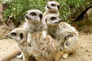 Meerkat Encounter at Drusillas Zoo Park for One picture