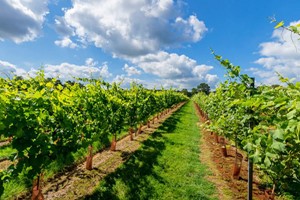 Vineyard Tour with Wine Tasting for Two at Kingscote Estate picture