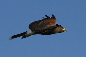 Hawk Walk in Derbyshire with BB Falconry Image 2