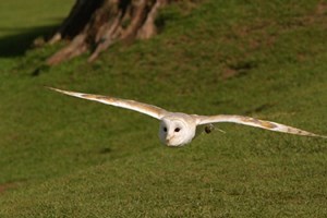 Owl Encounter In Derbyshire With BB Falconry