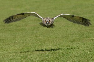 Owl Encounter in Derbyshire with BB Falconry Image 3