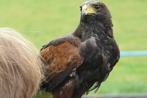 Three Hour Birds of Prey Day for Two Image 2