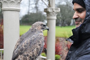 Three Hour Birds of Prey Day for Two Image 3