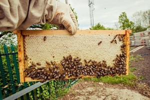 Beekeeping Experience for One at The London Bee Company  Image 3