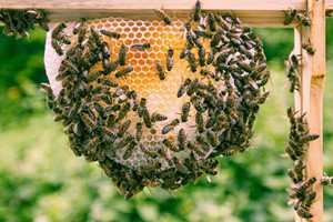 Beekeeping Experience for One at The London Bee Company  Image 5