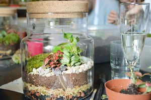 Terrarium Masterclass at Botanical Boys Image 2