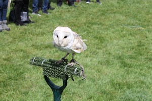 Bird of Prey Falconry Experience Image 3