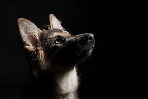 Pet Photoshoot at Jigsaw Photography Image 5