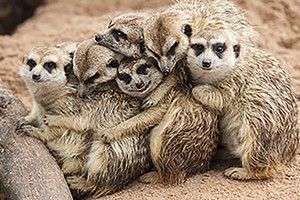 Meerkat Encounter for Two in Lincolnshire Image 2