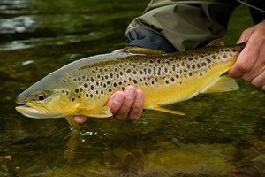 Introduction to Trout Fly Fishing Experience for One Image 5