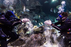 Diving with Sharks Experience at Skegness Aquarium – Midweek Offer Image 1