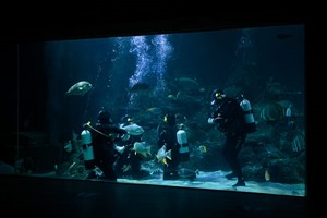 Diving with Sharks Experience at Skegness Aquarium Image 2