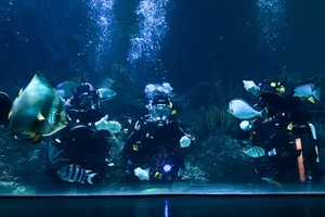 Diving with Sharks Experience for Two at Skegness Aquarium Image 2